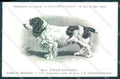 Animali Dog Cane Field Spaniel postcard VK9549 – fronte