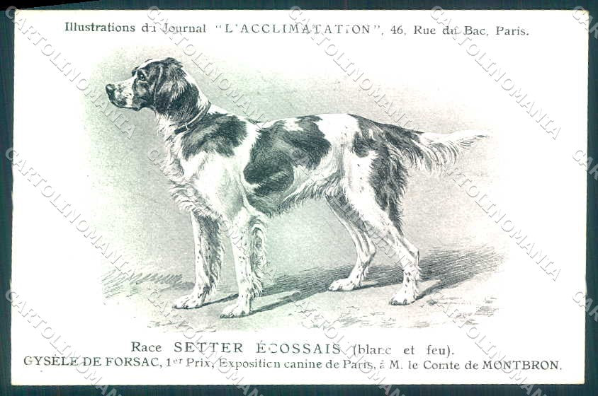 Animali Dog Cane Setter Ecossais Setter Gordon postcard VK9550 – fronte