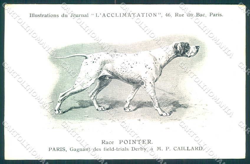 Animali Dog Cane Pointer postcard VK9551 – fronte