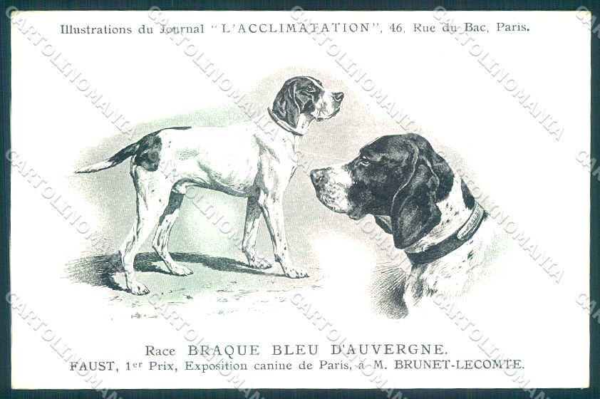 Animali Dog Cane Braque Bleu Auvergne Bracco postcard VK9552 – fronte