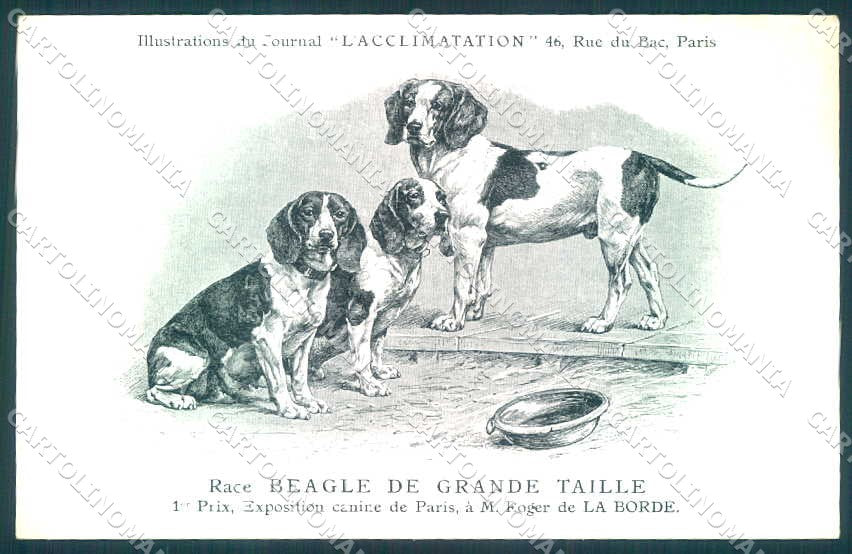 Animali Dog Cane Beagle de Grande Taille postcard VK9553 – fronte