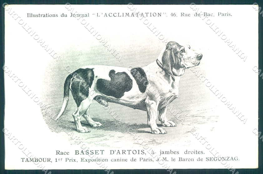 Animali Dog Cane Basset Artois Norman Artesian postcard VK9554 – fronte