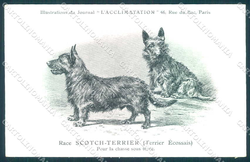 Animali Dog Cane Scotch Terrier Scottish postcard VK9556 – fronte