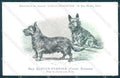 Animali Dog Cane Scotch Terrier Scottish postcard VK9556 – fronte