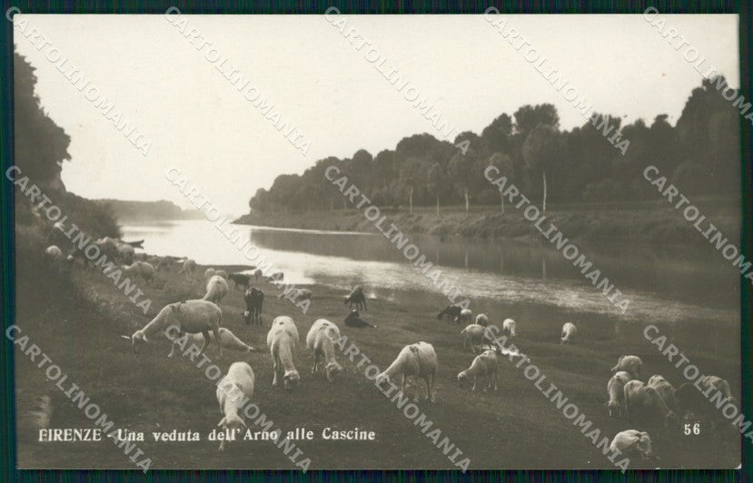 Firenze Città Cascine Pecore Foto cartolina WX0494 – fronte