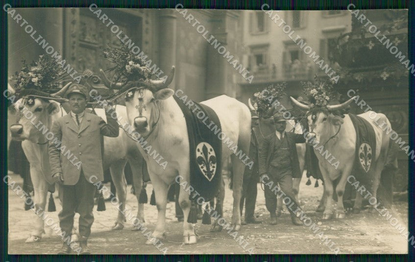 Firenze Città Carro Sabato Santo Buoi Foto cartolina WX0912 – fronte