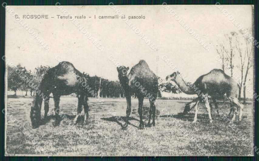 Pisa San Rossore Cammelli RIFILATA cartolina WX1243 – fronte
