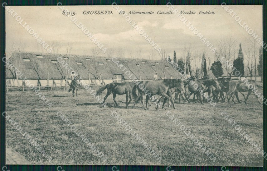 Grosseto Città Allevamento Cavalli SCOLLATA cartolina WX1479 – fronte