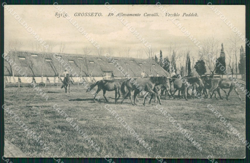 Grosseto Città Allevamento Cavalli cartolina WX1480 – fronte