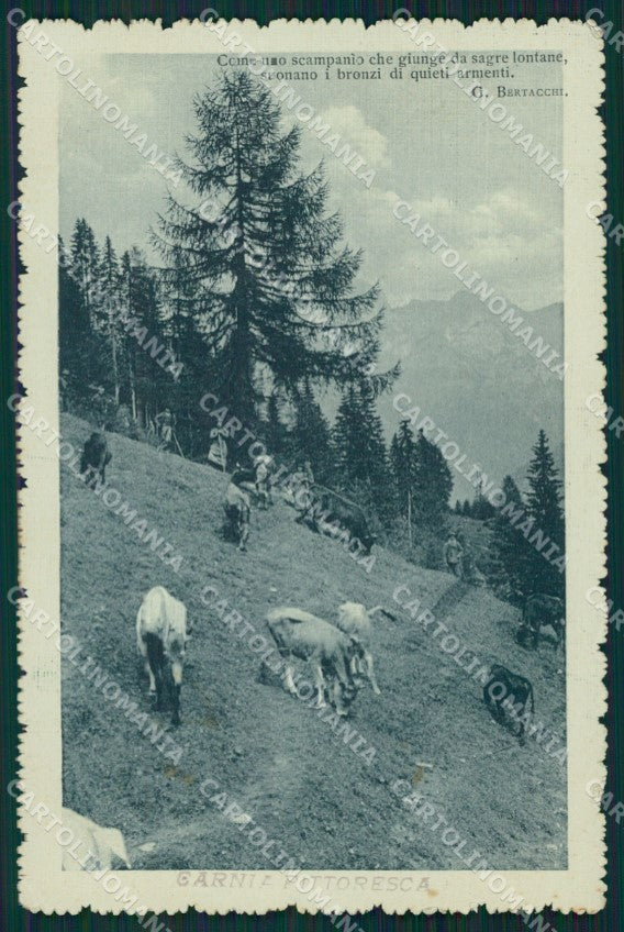 Udine Carnia Bertacchi cartolina XB3448 – fronte
