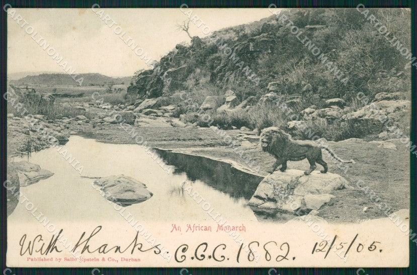 South Africa Lion CORNER CREASE postcard XC1328 – fronte