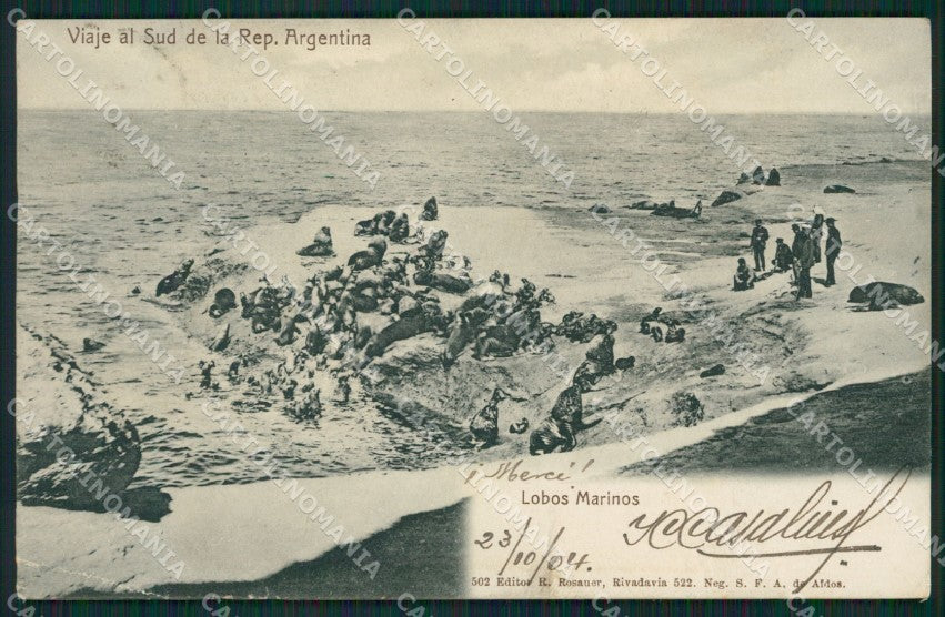 Argentina Lobos Marinos CORNER CREASE postcard XC1895 – fronte