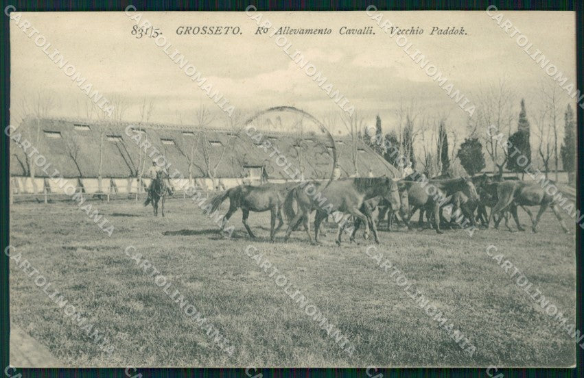 Militari Cavalleria Grosseto Allevamento Cavalli Vecchio Paddok cartolina XF2912 – fronte