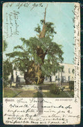 Mexico City Arbol de la Noche Triste ABRADED BACK postcard XP0108 – fronte