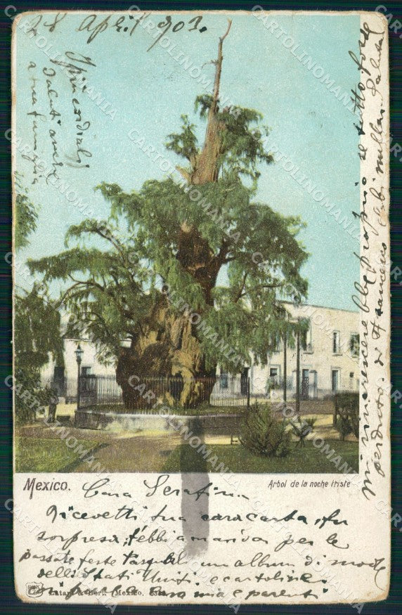 Mexico City Arbol de la Noche Triste ABRADED BACK postcard XP0108 – fronte