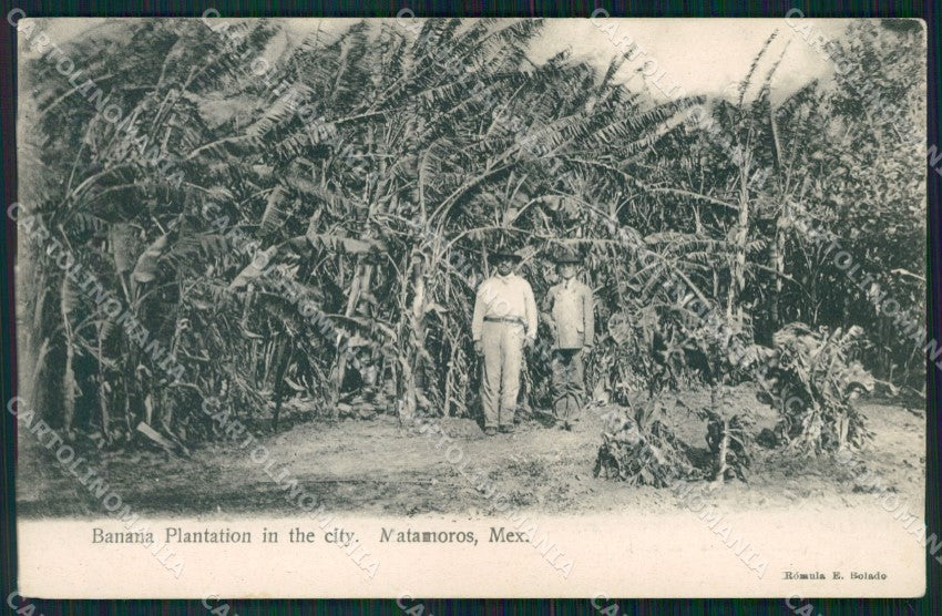 Mexico Matamoros Banana Plantation in the City postcard XP0173 – fronte