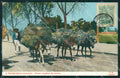 Mexico Types Ethnic Burros Cargados de Carbon postcard XP0404 – fronte