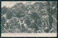 Argentina Sierras de Cordoba Capilla del Monte Palmeras postcard XP0594 – fronte