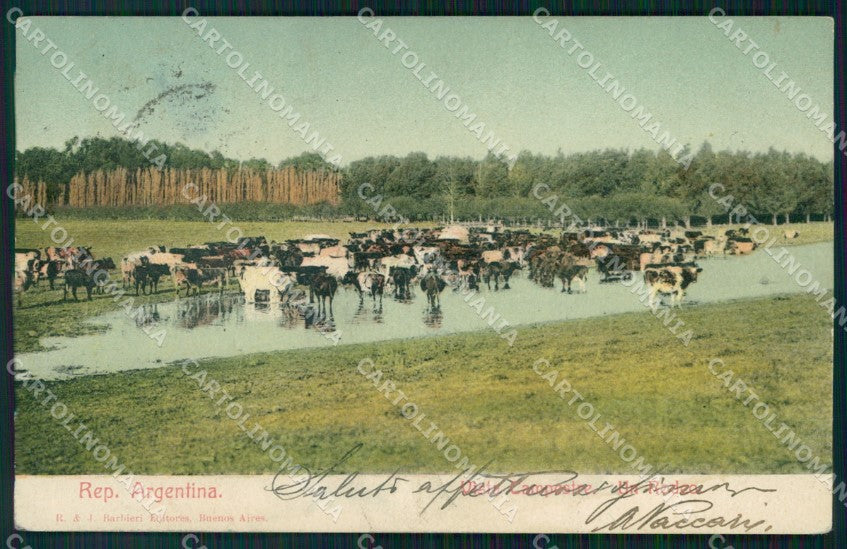 Argentina Vista Campestre CREASES postcard XP1102 – fronte