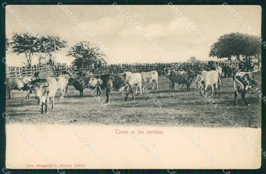 Argentina Toros en los Corrales postcard XP1141 – fronte