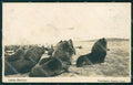 Argentina Territorio Santa Cruz Lobos Marinos RPPC postcard XP1384 – fronte