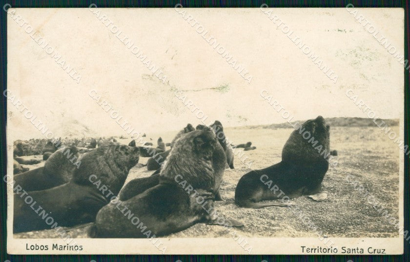 Argentina Territorio Santa Cruz Lobos Marinos RPPC postcard XP1384 – fronte