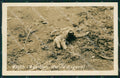 Panama Bradypus Perezosos de tres dedos RPPC postcard XP1414 – fronte