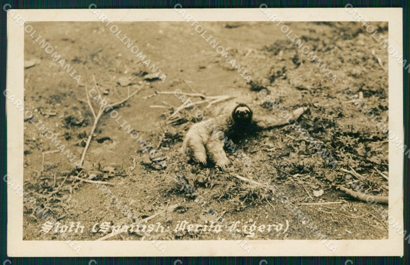 Panama Bradypus Perezosos de tres dedos RPPC postcard XP1414 – fronte