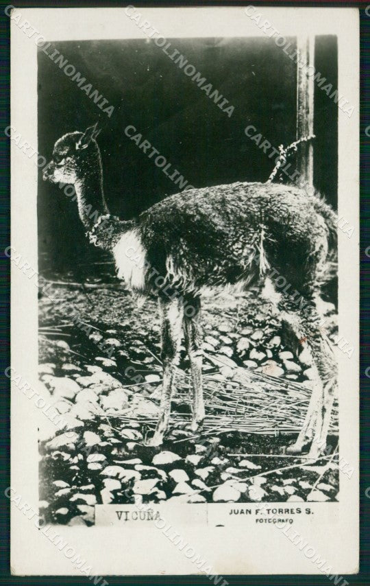 Peru Mollendo Vicuna RPPC postcard XP1460 – fronte