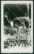 Peru Mollendo Vicuna RPPC postcard XP1460 – fronte