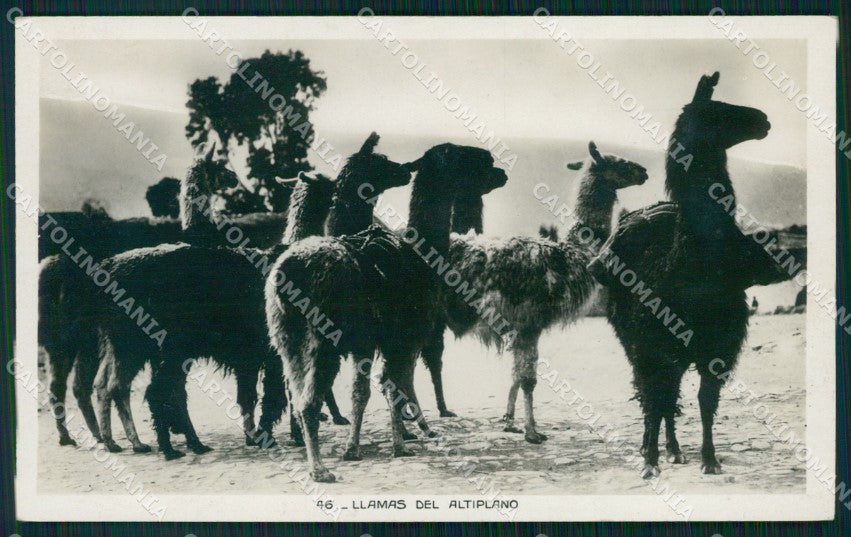 Peru Llamas del Altiplano RPPC postcard XP1517 – fronte