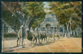 Peru Lima Parque Zoologico Juala de Camellos postcard XP1694 – fronte
