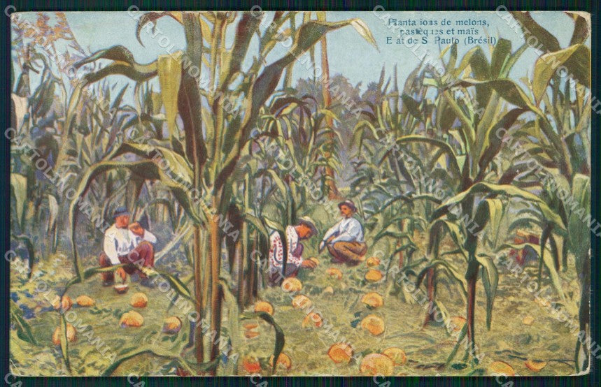 Brazil Sao Paulo Plantations de Melons postcard XP1769 – fronte