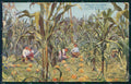 Brazil Sao Paulo Plantations de Melons postcard XP1769 – fronte