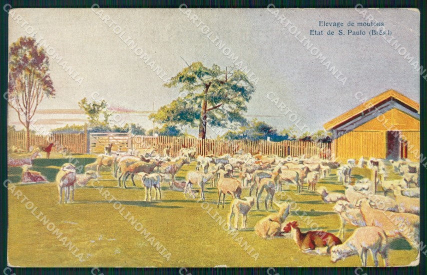 Brazil Sao Paulo Elevage de Moutons postcard XP1770 – fronte