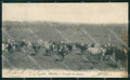Brazil Sao Paulo O gado no campo postcard XP2056 – fronte