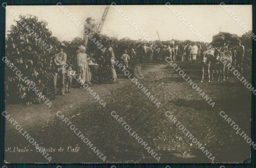 Brazil Sao Paulo Colheita de Cafe RPPC postcard XP2100 – fronte