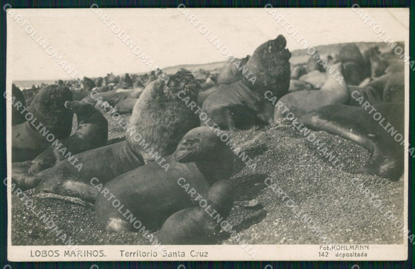 Argentina Lobos Marinos Territorio Santa CruzRPPC postcard XP2270 – fronte