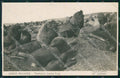 Argentina Lobos Marinos Territorio Santa CruzRPPC postcard XP2270 – fronte