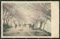 Japan Tokio Mukojima postcard XP2341 – fronte