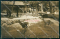 Japan Itsukushima postcard XP2417 – fronte