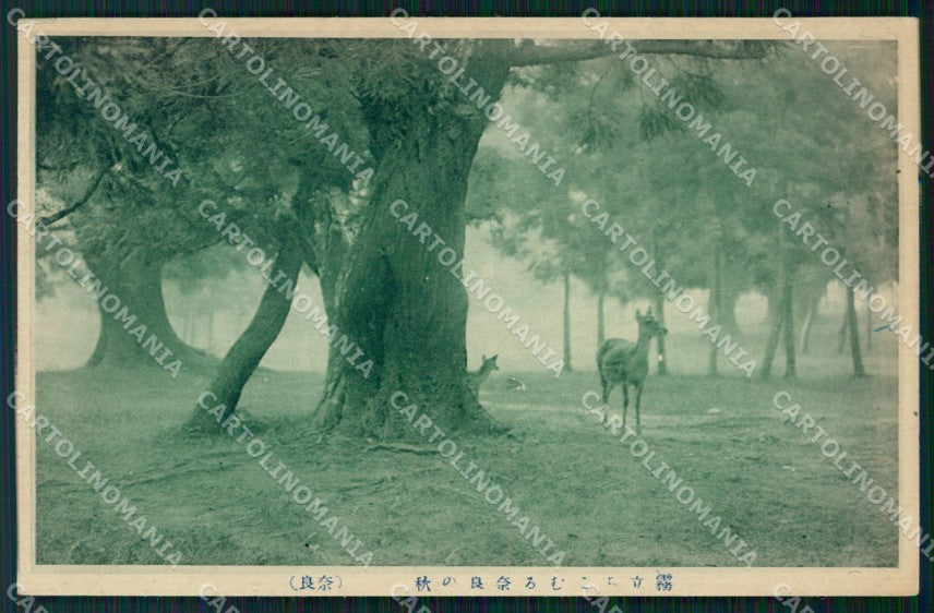 Japan Tokio ? postcard XP2418 – fronte
