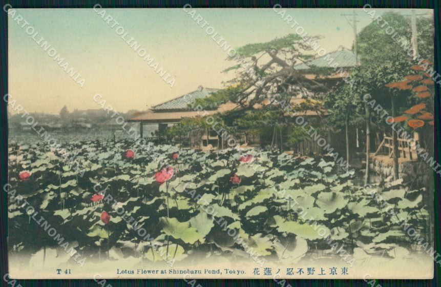 Japan Tokio Lotus Flower postcard XP2460 – fronte