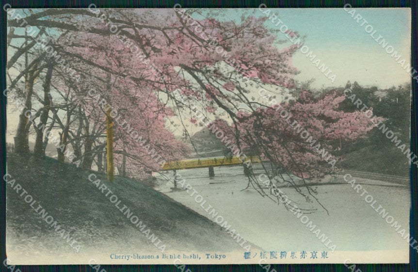 Japan Tokio Cherry Blossoms postcard XP2493 – fronte