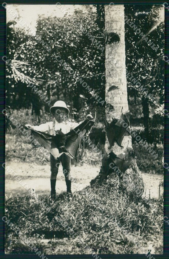 Singapore Bat HOLES RPPC postcard XP2616 – fronte