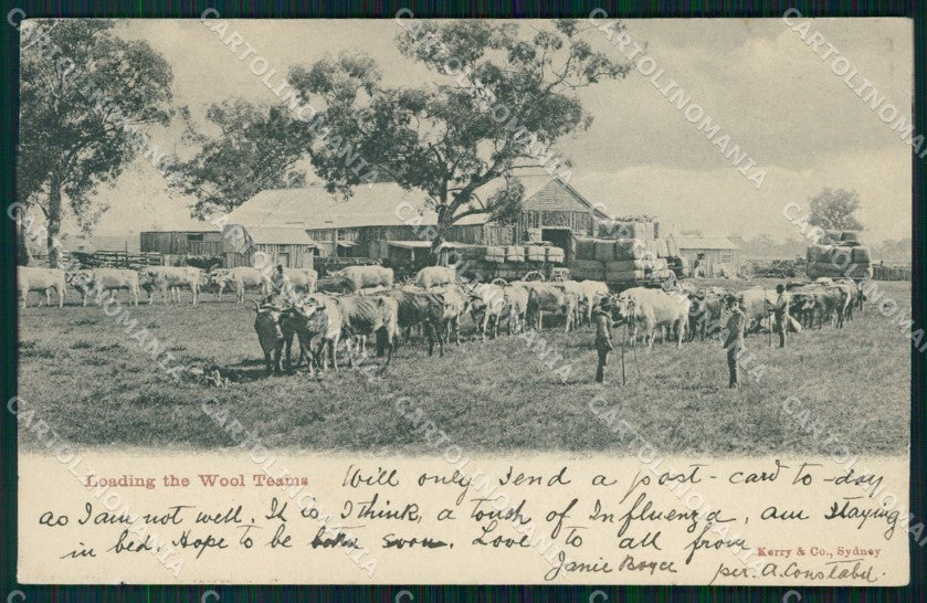 Australia Sydney Loading Wool Teams ABRADED postcard XP2645 – fronte
