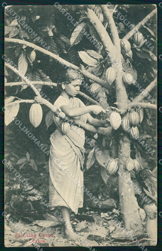 Sri Lanka Ceylon Plucking Cocoa Ethnic Types postcard XP2652 – fronte