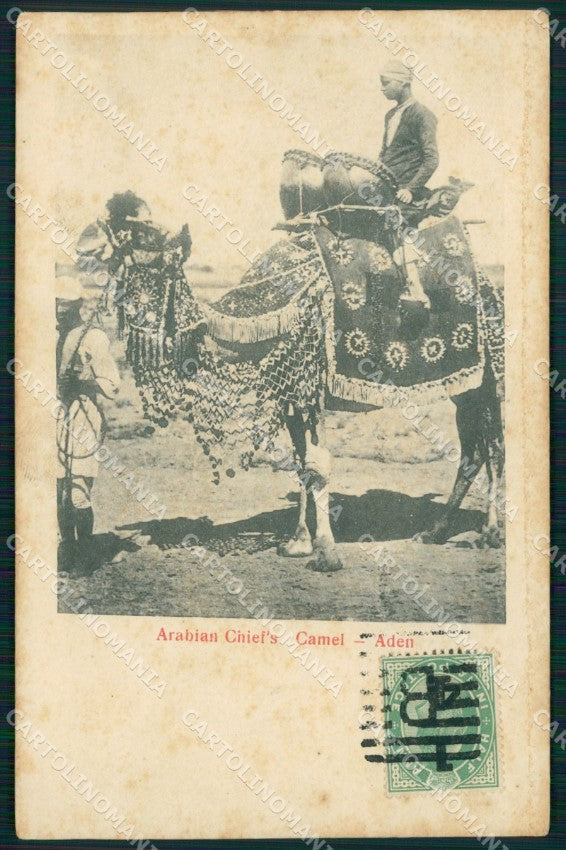 Yemen Aden Ethnic Types Camel postcard XP3318 – fronte