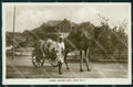 Yemen Aden Camel Water Cart RPPC postcard XP3331 – fronte