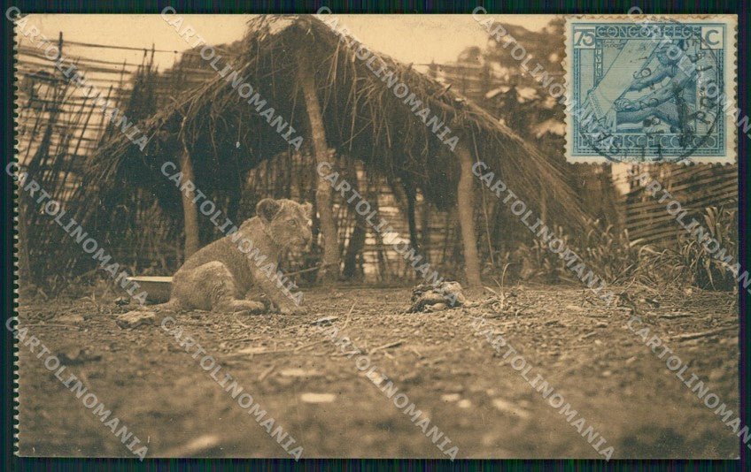 Congo Belge Belgisch Congo Lubumbashi Elisabethville Lion postcard XP3452 – fronte